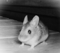 Markmus (Microtus agrestis)