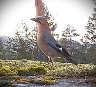 Nøtteskrike (Garrulus glandarius)