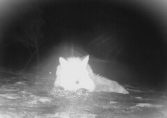 Rødrev (Vulpes vulpes)