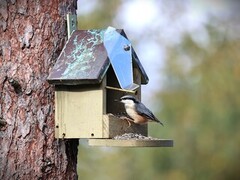 Nuthatch (Sitta europaea)