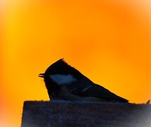 Coal Tit (Periparus ater)