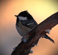 Coal Tit (Periparus ater)