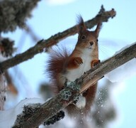 Eurasian Red Squirrel (Sciurus vulgaris)