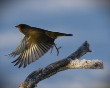 European Greenfinch (Chloris chloris)