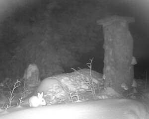 Hare (Lepus timidus)