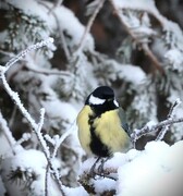 Great Tit (Parus major)