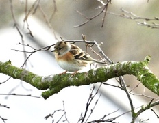 Brambling (Fringilla montifringilla)