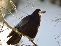 Kornkråke (Corvus frugilegus)