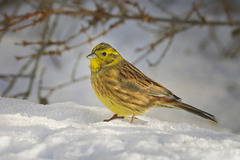Yellowhammer (Emberiza citrinella)