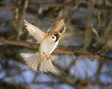 Eurasian Tree Sparrow (Passer montanus)