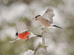 Eurasian Bullfinch (Pyrrhula pyrrhula)