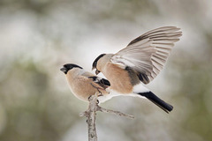 Eurasian Bullfinch (Pyrrhula pyrrhula)