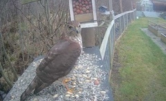 Eurasian Sparrowhawk (Accipiter nisus)