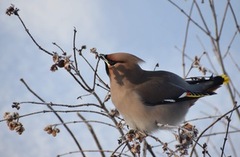 Bohemian Waxwing (Bombycilla garrulus)