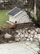 Common Pheasant (Phasianus colchicus)