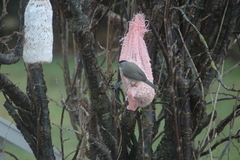 Blackcap (Sylvia atricapilla)