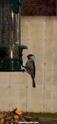 Willow Tit (Poecile montanus)
