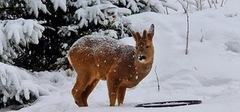 Roe Deer (Capreolus capreolus)