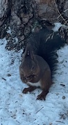 Eurasian Red Squirrel (Sciurus vulgaris)