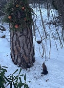 Eurasian Red Squirrel (Sciurus vulgaris)