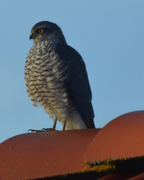 Eurasian Sparrowhawk (Accipiter nisus)