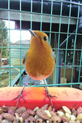 Robin (Erithacus rubecula)