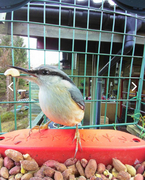 Nuthatch (Sitta europaea)