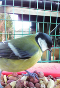 Great Tit (Parus major)
