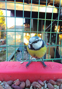 Blue Tit (Cyanistes caeruleus)