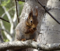 Eurasian Red Squirrel (Sciurus vulgaris)