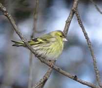 Eurasian Siskin (Spinus spinus)