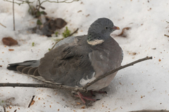 Wood Pigeon (Columba palumbus)