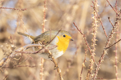 Rødstrupe (Erithacus rubecula)