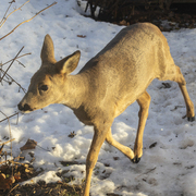 Rådyr (Capreolus capreolus)