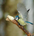 Blåmeis (Cyanistes caeruleus)