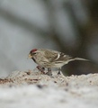 Gråsisik (Carduelis flammea)