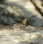 Hedge Accentor (Prunella modularis)