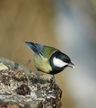 Kjøttmeis (Parus major)