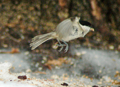 Løvmeis (Poecile palustris)