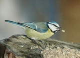 Blåmeis (Cyanistes caeruleus)