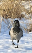 Hooded Crow (Corvus cornix)