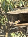 Stillits (Carduelis carduelis)