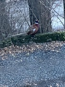 Common Pheasant (Phasianus colchicus)