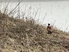 Common Pheasant (Phasianus colchicus)