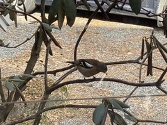 Chaffinch (Fringilla coelebs)