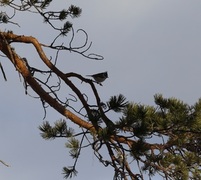 Toppmeis (Lophophanes cristatus)