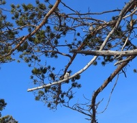 Willow Tit (Poecile montanus)