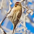 Gråsisik (Carduelis flammea)