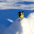 Kjøttmeis (Parus major)