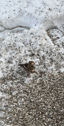 Hawfinch (Coccothraustes coccothraustes)